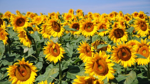 Weather Services for Agriculture